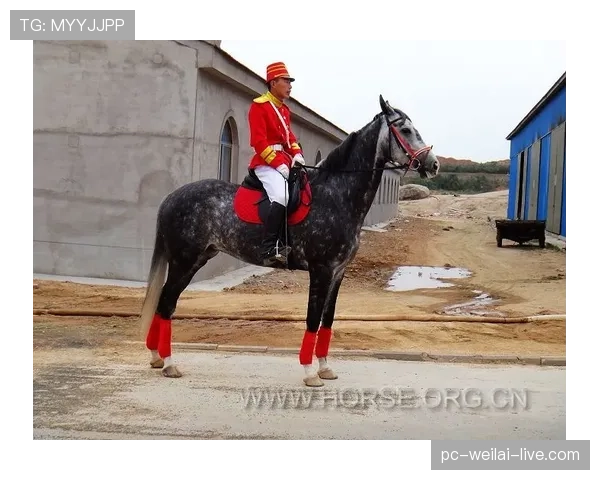 富里睡醒发现自家马场又多了一匹纯血马，这已经是本月第三匹了